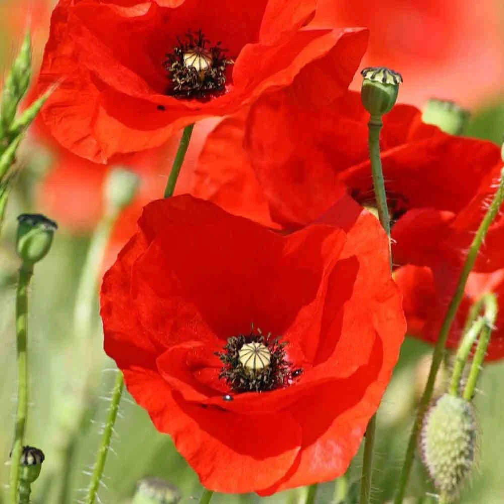 American Legion Poppy Seeds 1000 Count, Papaver rhoeas, Bright Red Flower, Easy to Grow, Wildflower & Memorial Garden