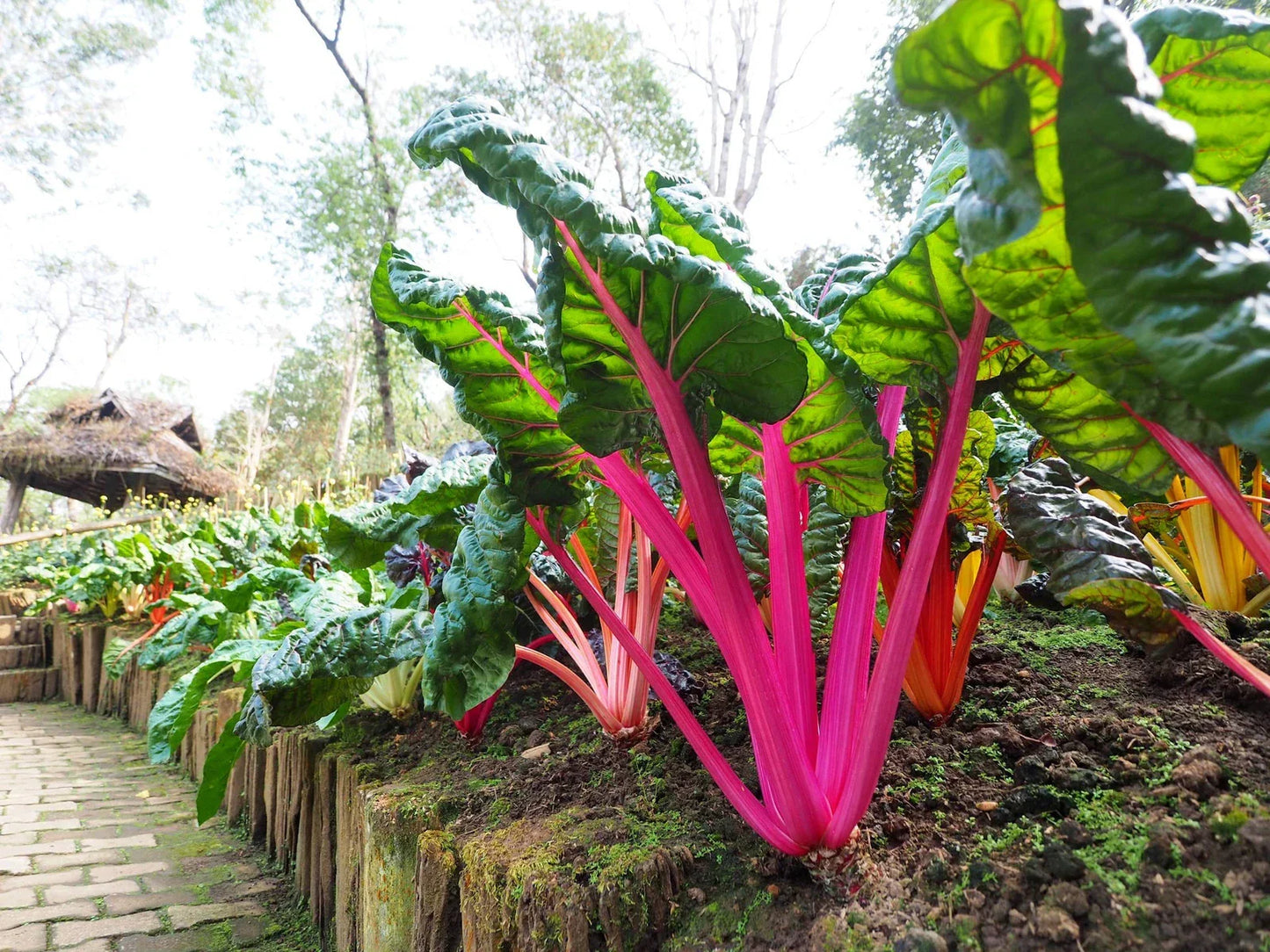 Ruby Red Swiss Chard Seeds, Non-GMO Heirloom, Beta vulgaris subsp. cicla, Vegetable Seeds for Home Garden, Bright Red Stems