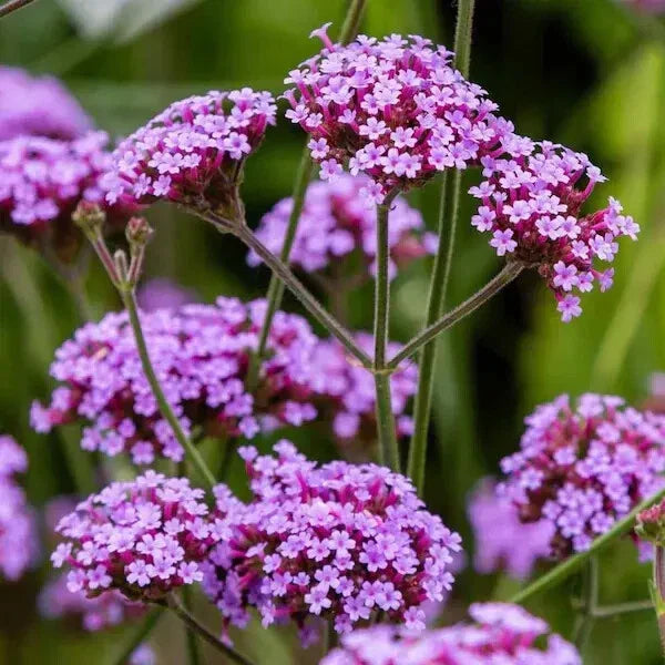 Purpletop Verbena Seeds - 100 Organic Perennial Flower Seeds - Verbena bonariensis for Gardens and Pollinators