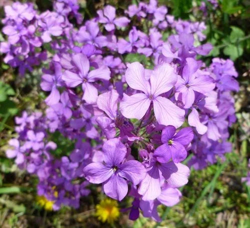 75 Lunaria annua Seeds - Silver Dollar Plant Flower Seeds for Gardens & Containers - Easy to Grow, Pollinator Attracting