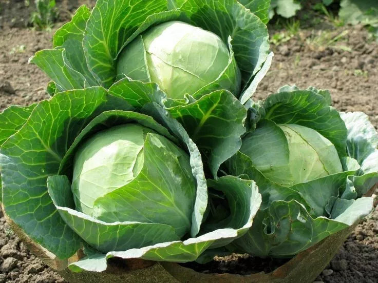 Cabbage Seeds Packet 200+ Heirloom Danish Ballhead Brassica oleracea Non-GMO for Gardening, Salad, and Fermenting