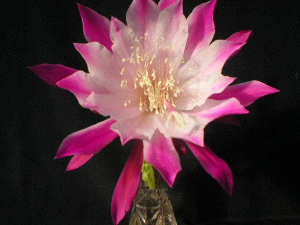 Epiphyllum Cuttings - Bumpkin Orchid Cactus - Don's Cuttings - July 4 - Unique Flowering Cactus for Indoor Garden