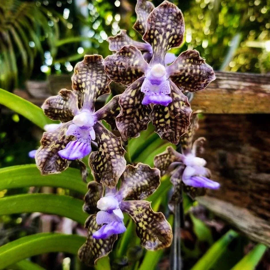 Papilionanda Ladda Fragrance 'Alina' Orchid - 4-Inch Pot Rare Hybrid Vanda with Fragrant Blooms