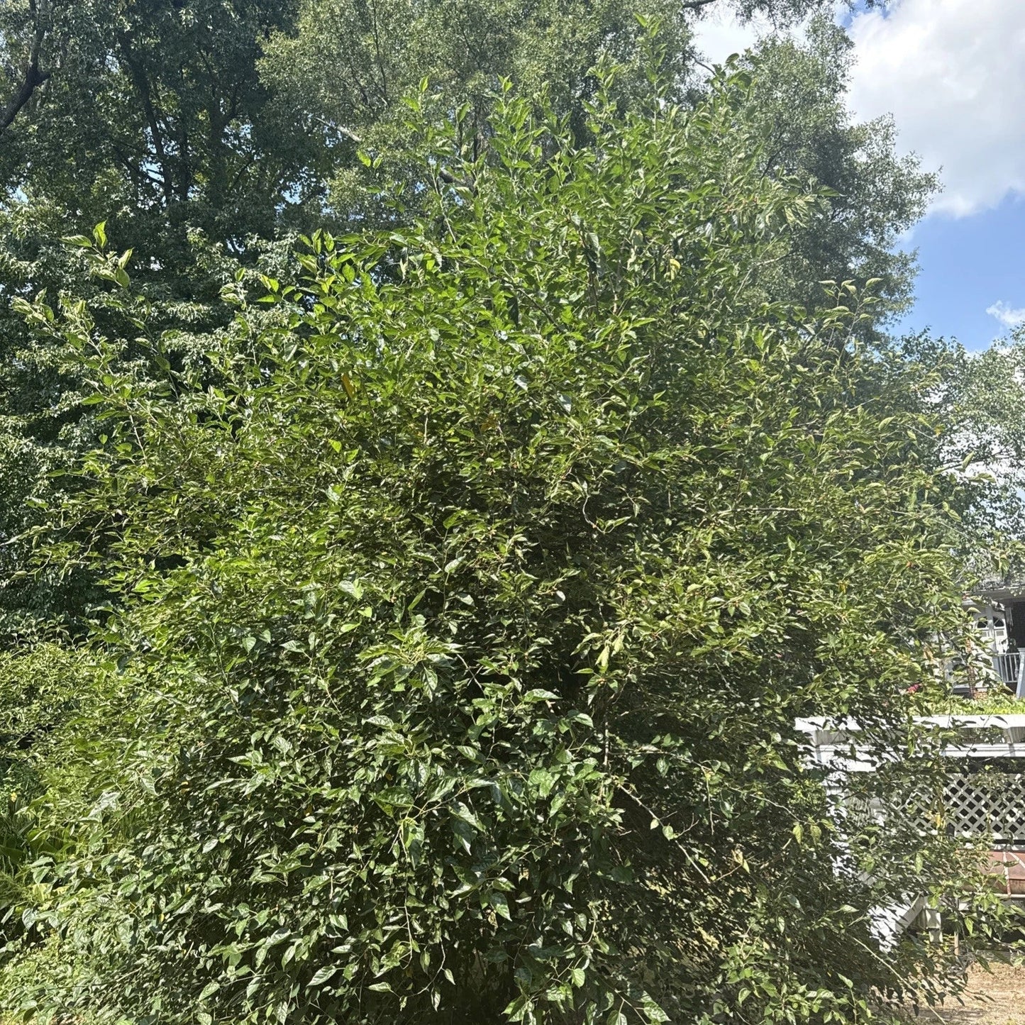 Live Mulberry Tree Plant | Well-Rooted | Morus spp. | Edible Berries & Foliage | Perfect for Home Garden & Landscaping