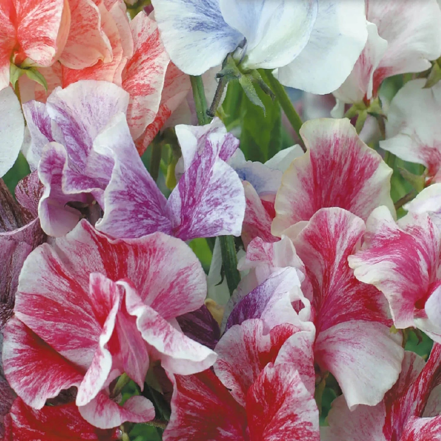 Sweet Pea Seeds Heirloom Streamer Mix Flower Seeds Lathyrus odoratus Climbing & Cascading Blooms