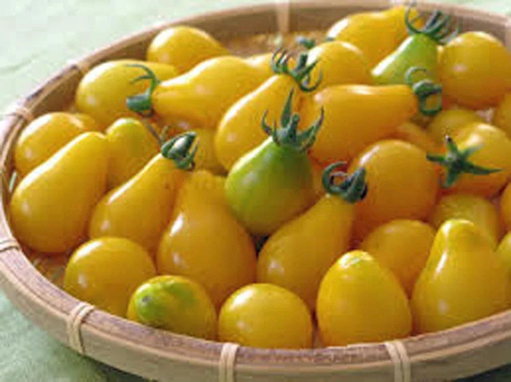 Yellow Pear Tomato Seeds - Heirloom Non-GMO Solanum lycopersicum, 100+ Seeds for Home Gardening, Sweet, Pear-Shaped, Full Sun