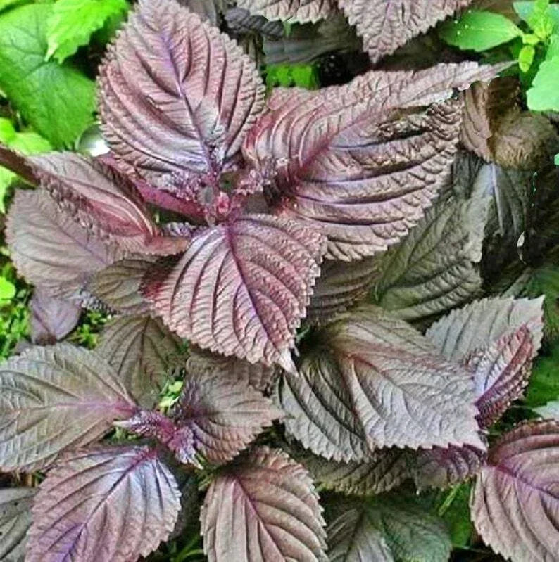 Purple Shiso Seeds - Perilla frutescens var. crispa - Culinary Herb for Asian Cuisine - 100+ Seeds, Easy to Grow, Free Shipping