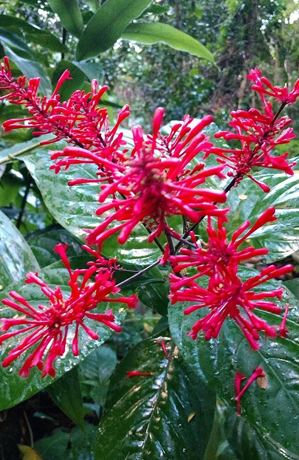 Fire Spike Red Plant - Rooted Starter - Odontonema strictum - Attracts Hummingbirds - Bright Red Tubular Flowers