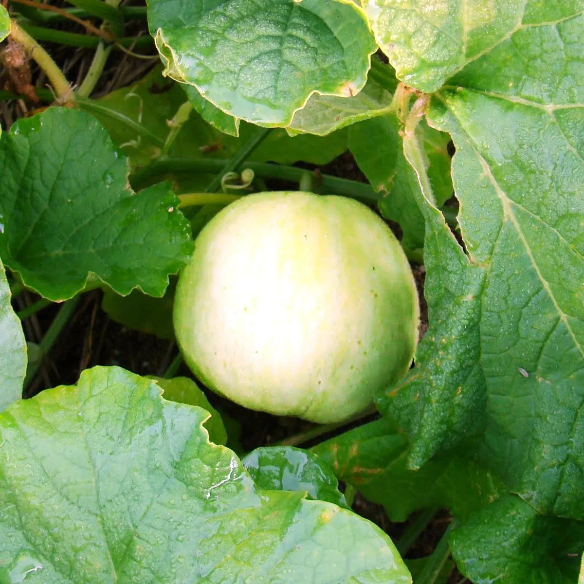 Sweet Asian Melon Seeds - Packet of 20 - Japanese Conomon Variety - Cucumis melo var. conomon - Heirloom Vegetable Seeds