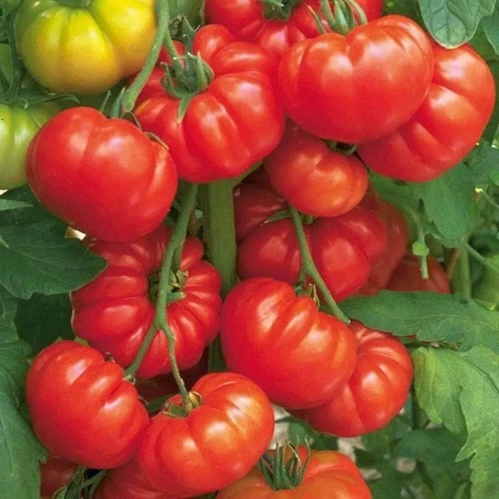 Heirloom Steak Tomato Seeds - 10+ Organic Beefsteak Seeds - Solanum lycopersicum - Non-GMO, Juicy Variety for Home Gardens