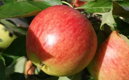 Falstaff Apple Seeds Pack of 25+ | Malus domestica Heirloom Variety for Home Gardening