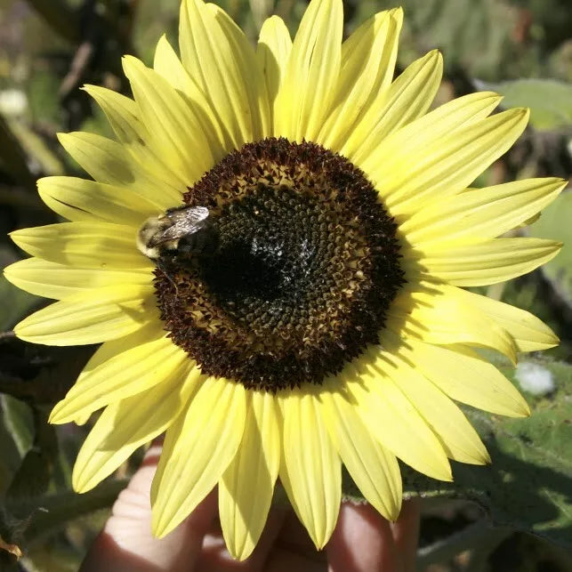 Lemon Queen Wildflower Seeds - Rudbeckia hirta - Bright Yellow Flower Pack of 100+ Large Colorful Seeds