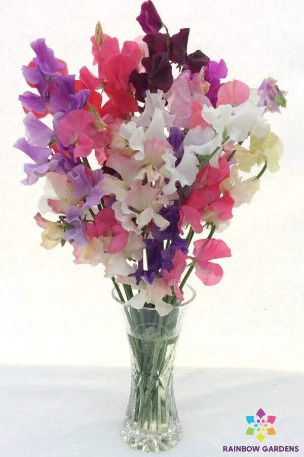 Winter Romance Sweet Pea Seeds - 50+ Pack, Fragrant Climbing Vine, Lathyrus odoratus, Garden, Container, Trellis, Mixed Colors