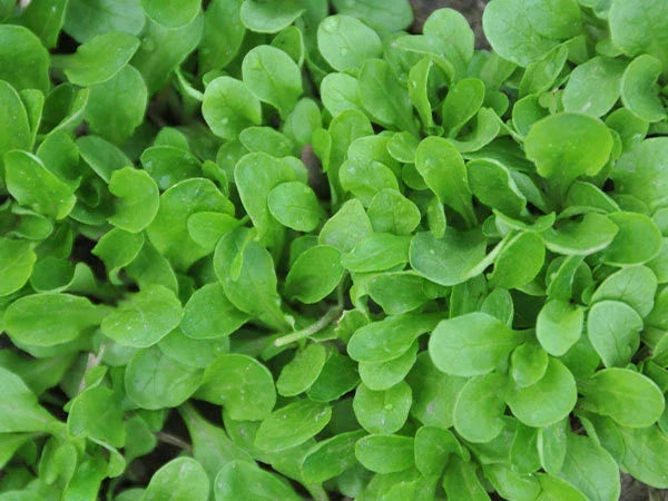 Corn Salad Seeds - 750+ Valerianella locusta Heirloom Herb for Salad Gardens, Indoor & Outdoor Growing