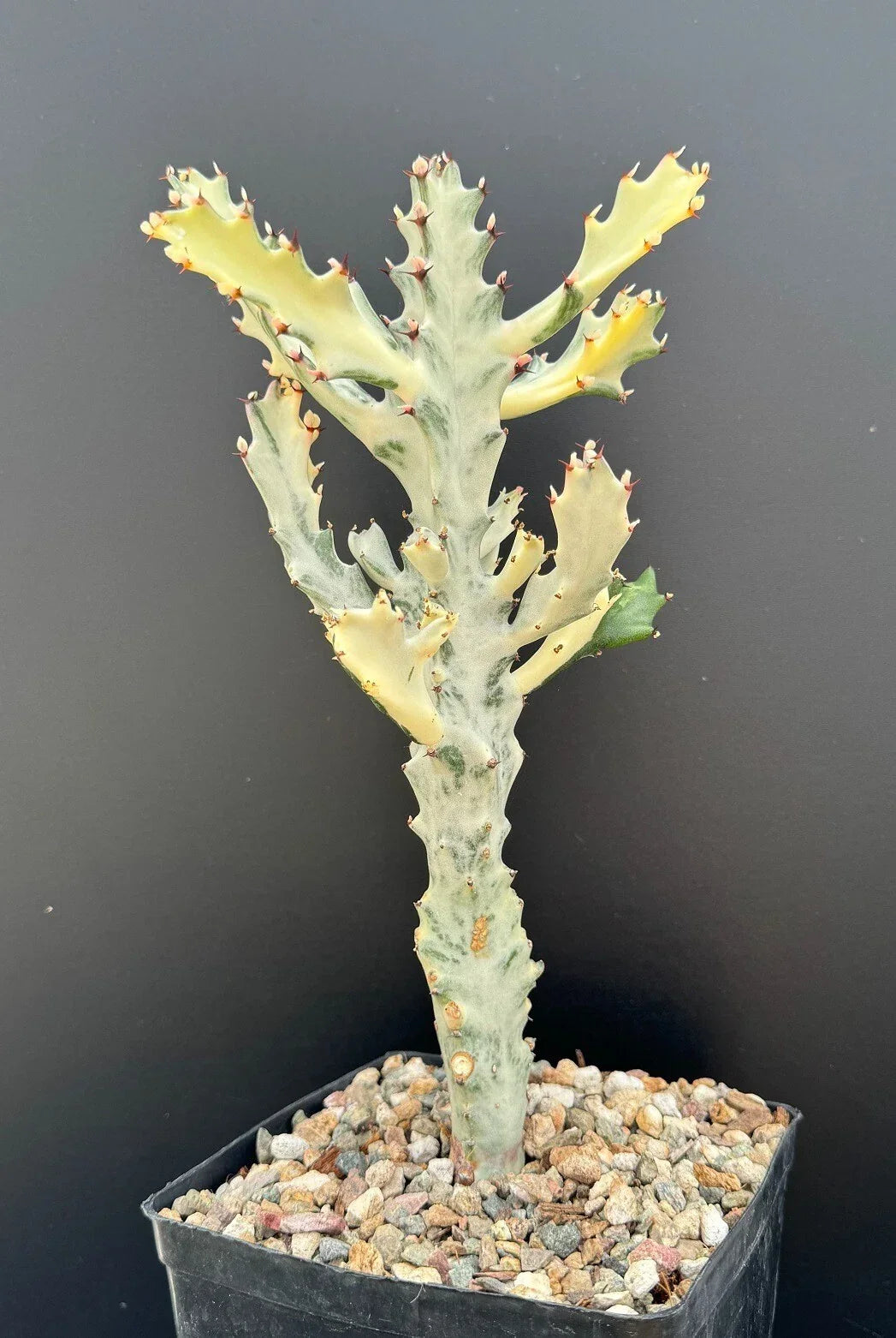 Euphorbia Lactea Variegated White Ghost Succulent Plant - Rooted in 11" Pot - Unique Houseplant Decor