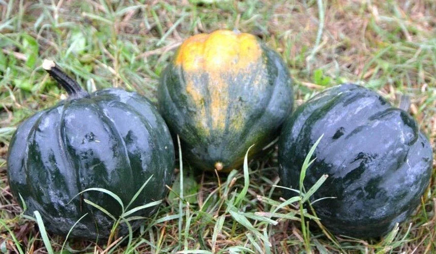 Table Queen Acorn Squash Seeds - 20 Premium Cucurbita pepo Vegetable Seeds for Home Garden, Compact, Sweet, Non-GMO