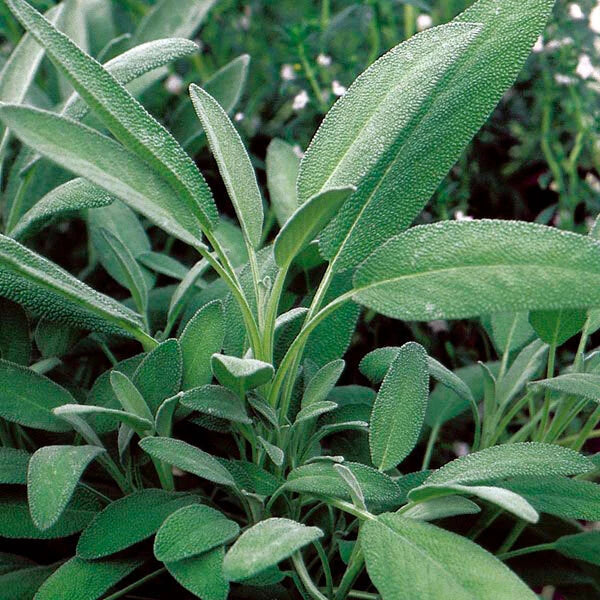 Broadleaf Sage Seeds - Bulk 25-750 Salvia Officinalis Aromatic Herb for Culinary, Potpourri & Garden