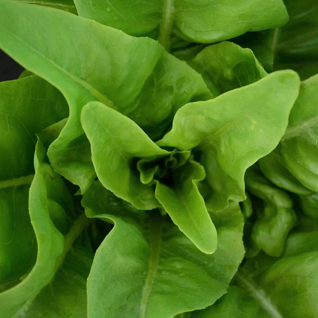 Amish Deer Tongue Lettuce Seeds – Non-GMO Heirloom Organic Loose-Leaf Lettuce, Lactuca sativa, Green with Burgundy Edges