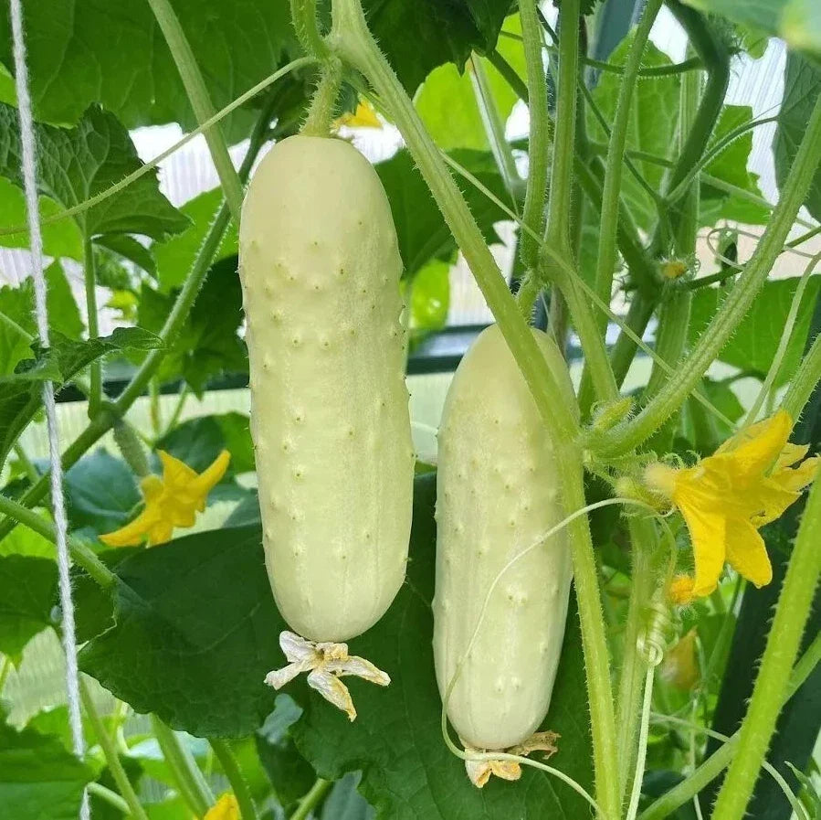 White Wonder Cucumber Seeds - Heirloom Organic Non-GMO Cucumis sativus, Vining Annual for Salad & Pickling