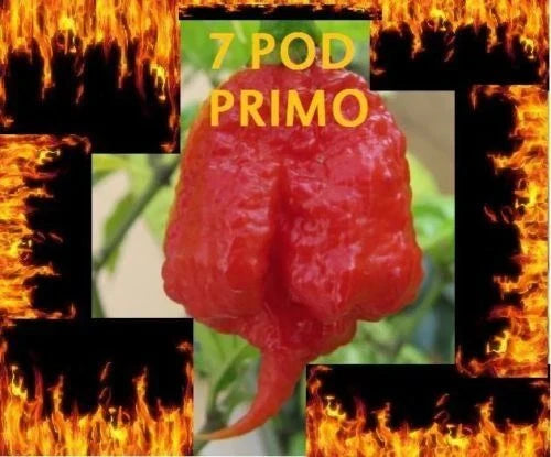 1000 Seeds Trinidad 7 Pod PRIMO Capsicum chinense Rare Extreme Hot Pepper for Spicy Dishes & Garden