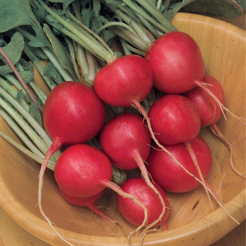 Cherry Belle Radish Seeds for Microgreens, Non-GMO, Fast Growing Raphanus sativus, 100-500-1000-5000 Pack