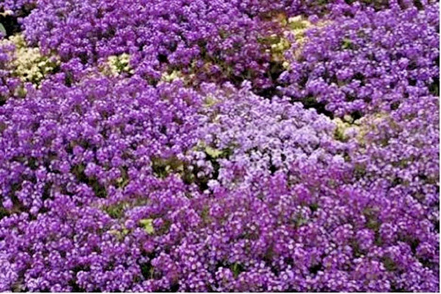 Royal Carpet Sweet Alyssum Flower Seeds - Lobularia maritima, Drought-Tolerant Groundcover for Baskets & Borders, 1000+ Seeds