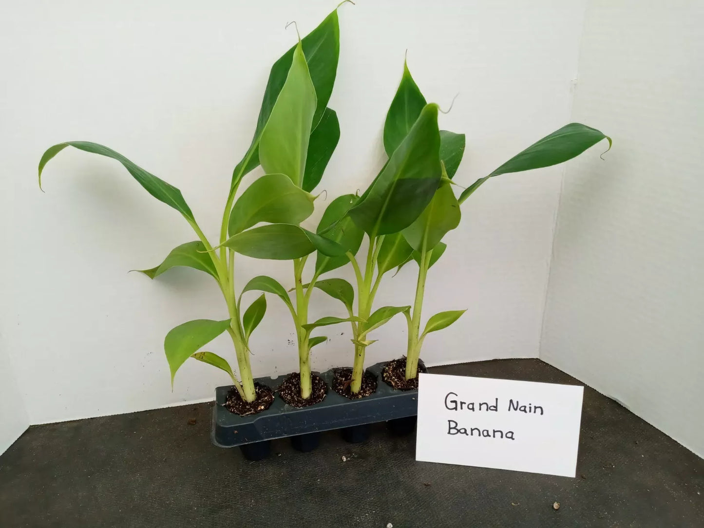 Grand Nain Banana Starter Plants - 4 Pack, Pesticide-Free Musa acuminata, Fruit-Bearing Banana Plants for Garden