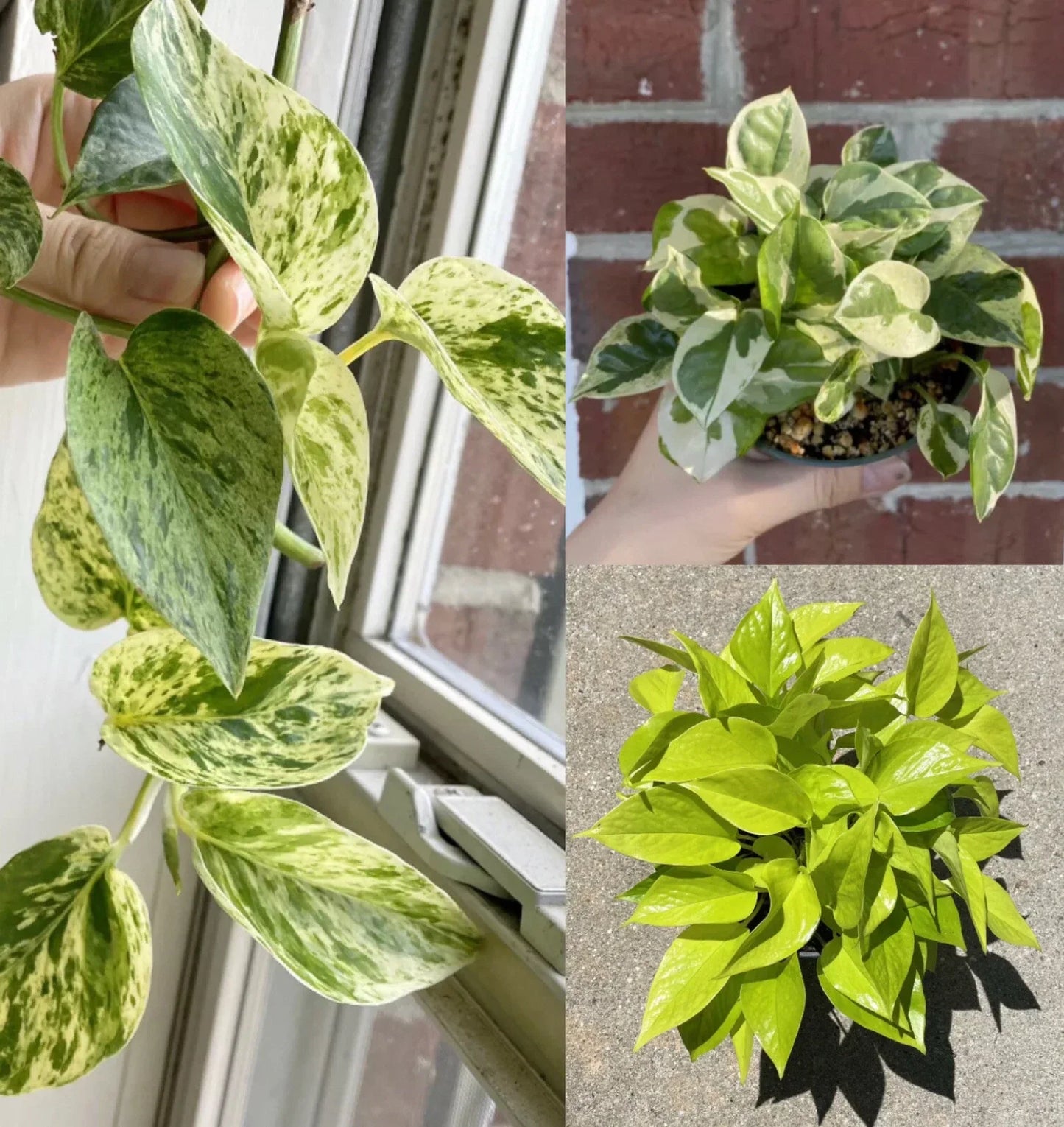 Pothos Ivy Cuttings Combo - 6 Indoor Plant Cuttings with Marble Queen, Lemon/Neon, N'Joy Varieties - Epipremnum aureum