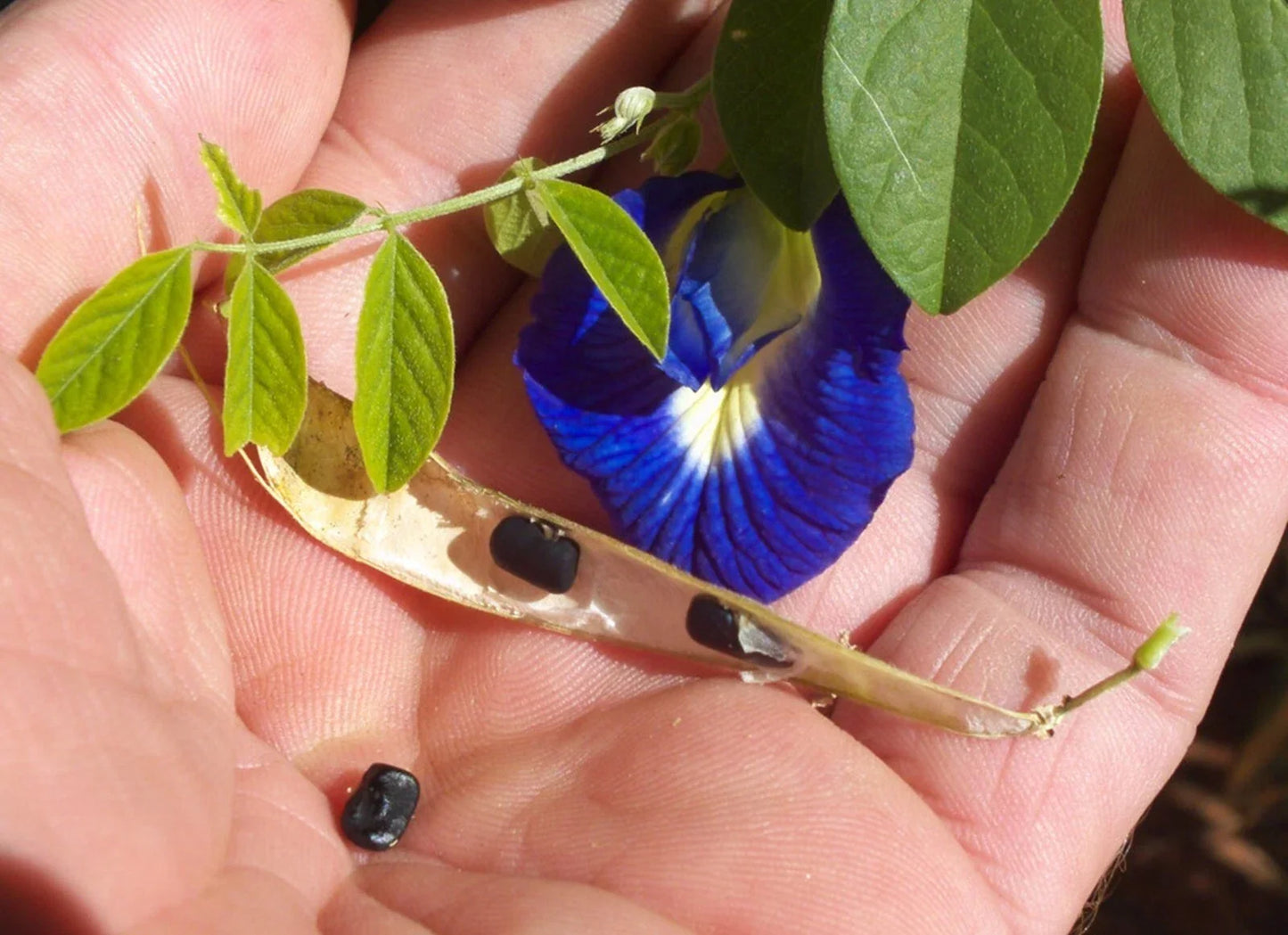 Butterfly Pea Vine Seeds - Organic Clitoria ternatea Edible Blue Flowers for Pollinators & Culinary Use - 5 Pack
