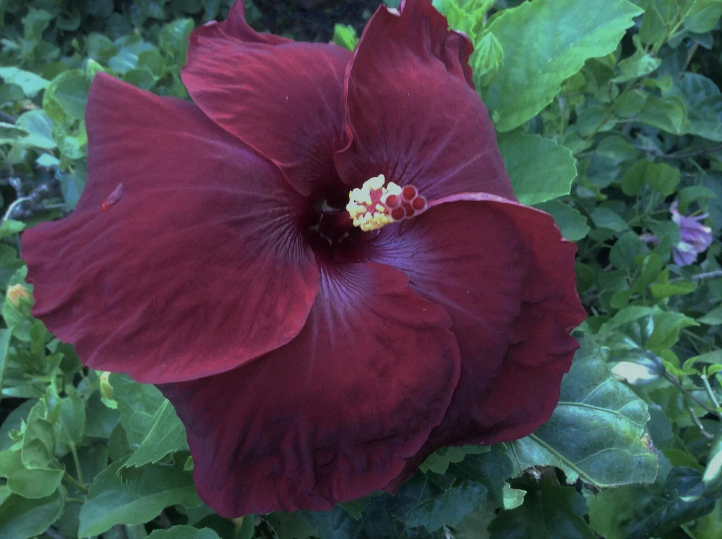 Rare Hibiscus Cuttings - Black Baron - 3 Unrooted Hibiscus acetosella Plant Clippings for Garden or Indoor Growing