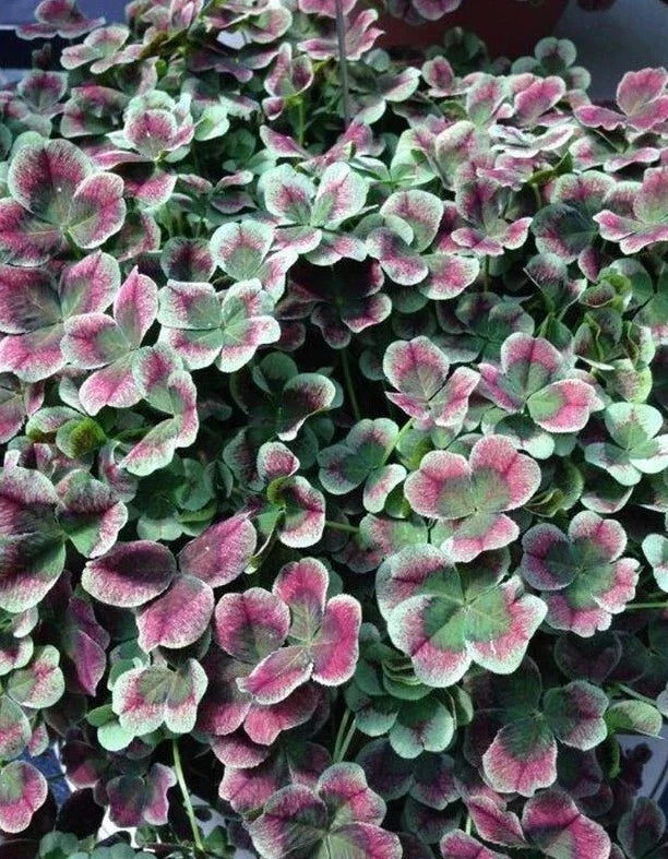 Coco Mint Clover Live Starter Plant - Bare Root Groundcover - Trifolium repens - Perennial, Low-Growing, Mint-Scented