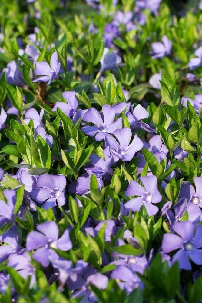 Vinca Vine Plant in 3.5-Inch Pot | Periwinkle | Vinca minor Ground Cover, Purple and White Flowers