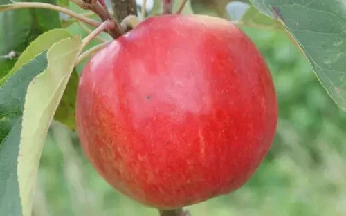 Apple Seeds for Planting – 25+ Malus domestica Variety, USA Grown, Easy to Grow, Perfect for Home Gardens & Orchards