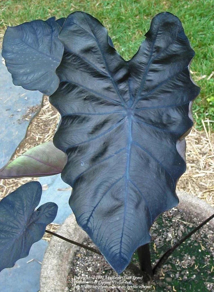 Black Coral Colocasia esculenta Elephant Ear Starter Plant – Tropical Foliage, Dark Glossy Leaves, Small Rooted Plant