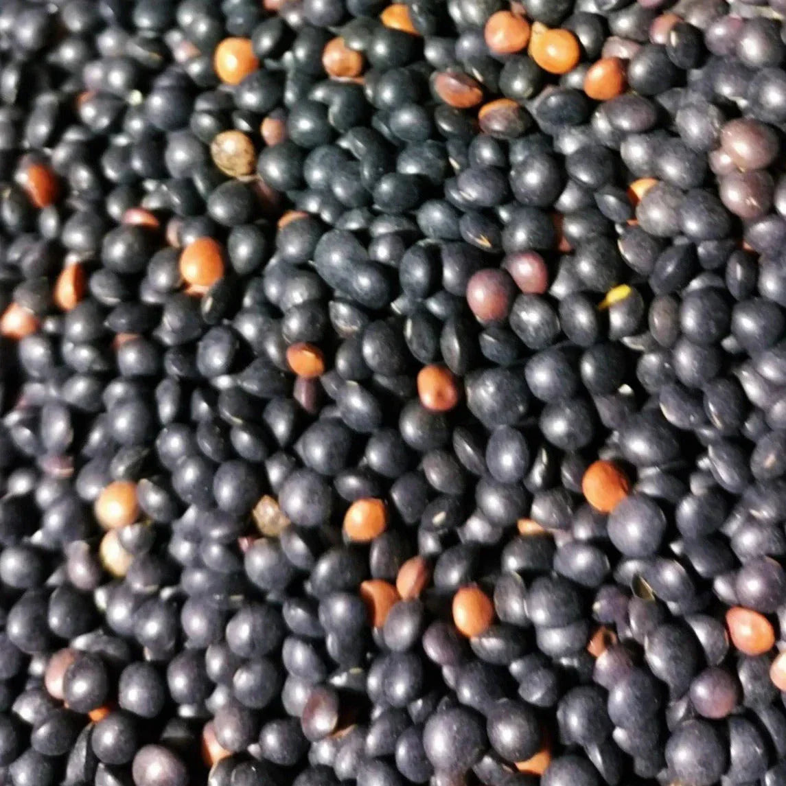 Black Lentil Seeds - Non-GMO Heirloom Lens culinaris for Gardening, 100+ Pack, Protein-Rich, Easy to Grow