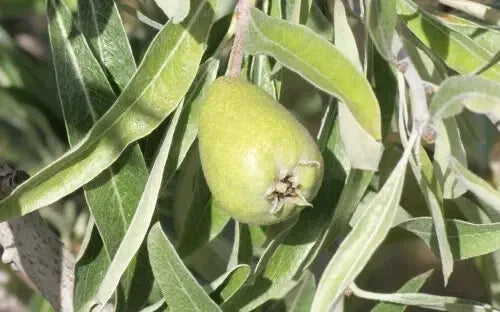 Pendula Pear Seeds - 25+ Pack for Garden Planting - Pyrus pashia - Ornamental Tree Seeds for Landscaping