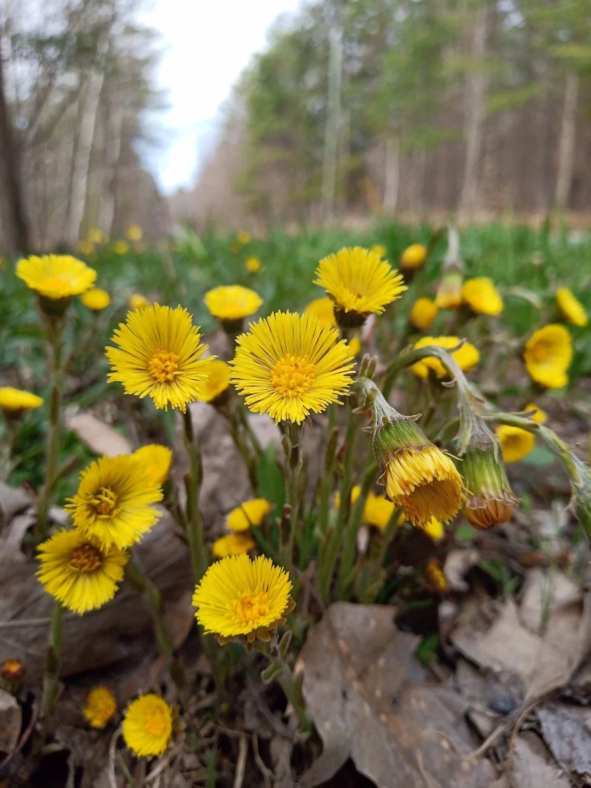 Coltsfoot Plants 10 Rooted Organic Medicinal Herb Tussilago Farfara for Herbal Remedies & Garden
