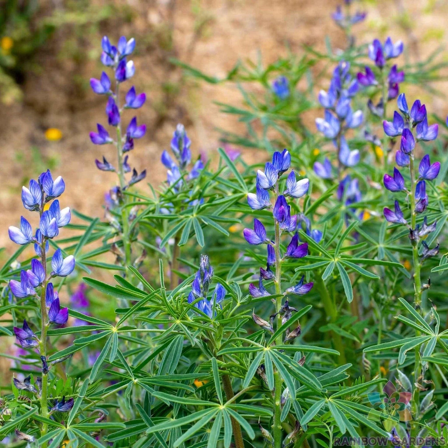 Blue Annual Lupine Seeds - 25+ Pack, Lupinus angustifolius, Vibrant Blue Blooms, Attract Pollinators, Easy to Grow, Garden Planting