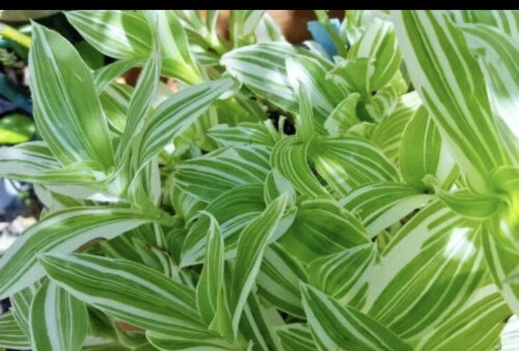 Tradescantia Albiflora Cuttings - 5 Pieces Wandering Jew Plant for Propagation, Indoor & Outdoor Gardening