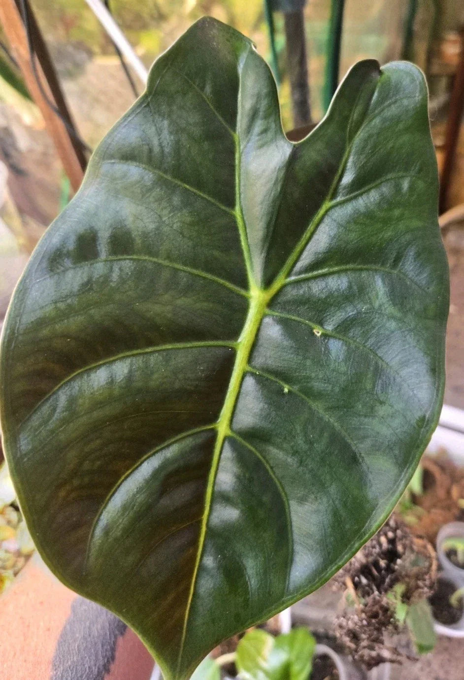 Alocasia Golden Bone Corms – Healthy, Ready to Grow, Easy to Root – Alocasia macrorrhiza Indoor & Outdoor Plant Bulbs