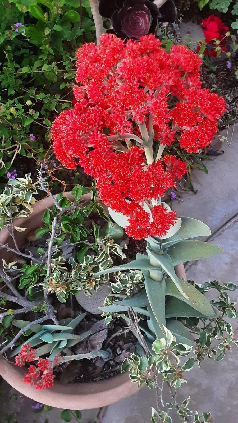 Crassula Falcata Propeller Plant Succulent 6-10 Inch Healthy Rooted Live Plant for Indoor & Outdoor Gardens