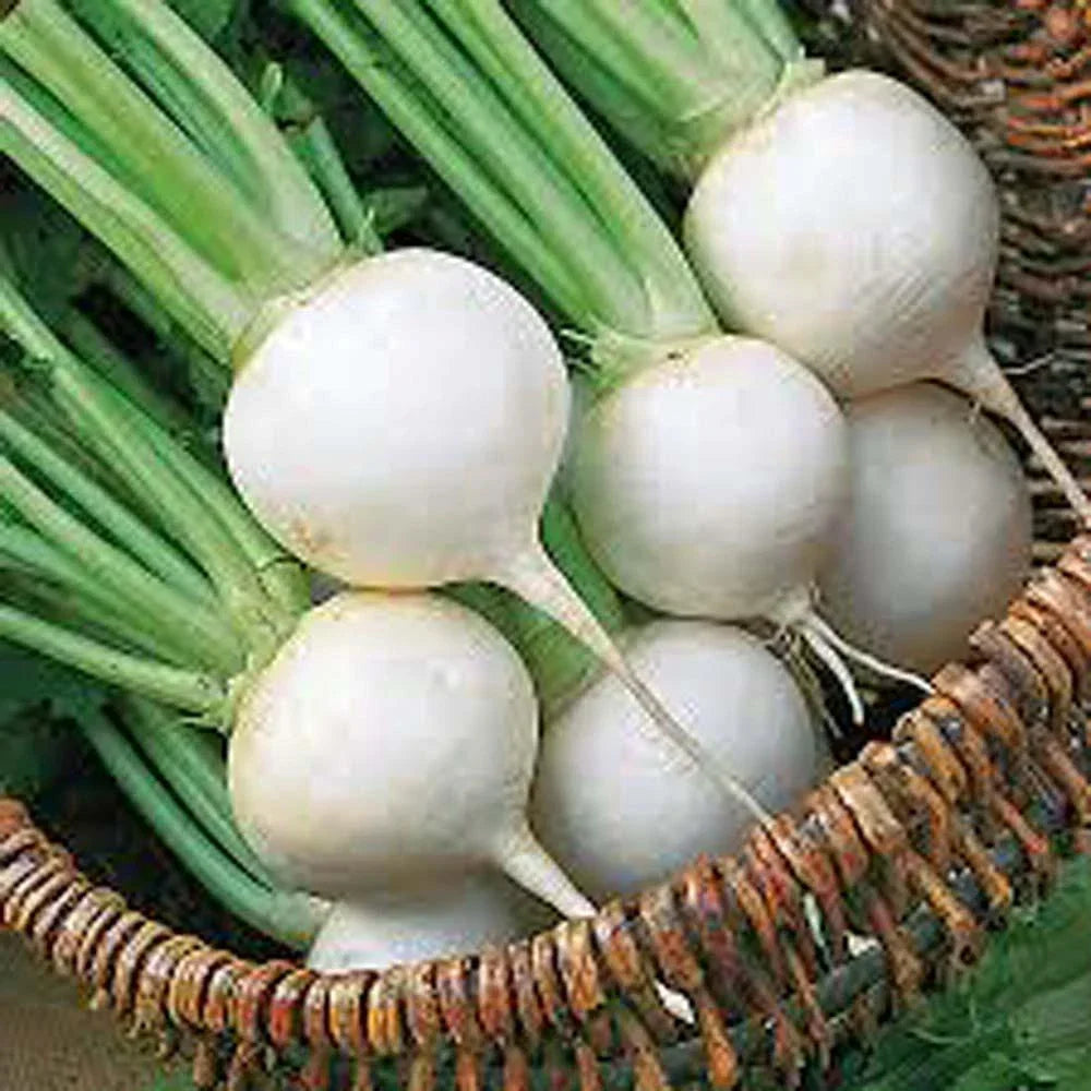 White Egg Turnip Seeds - 500 Non-GMO Brassica rapa Heirloom Vegetable for Home Gardening
