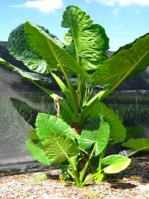 Elephant Ear Alocasia Starter Plant - Cold Hardy Calidora Live Indoor & Outdoor Houseplant