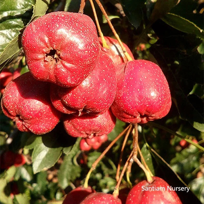 Giant Star Chinese Hawthorn Tree Bare Root Crataegus pinnatifida Edible Fruit Ornamental Garden Plant
