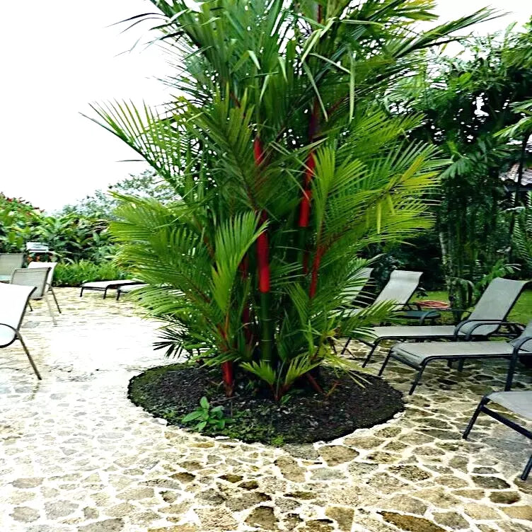 Red Sealing Wax Palm Seeds - Cyrtostachys renda - Tropical Indoor & Outdoor Plant Seeds for Gardening