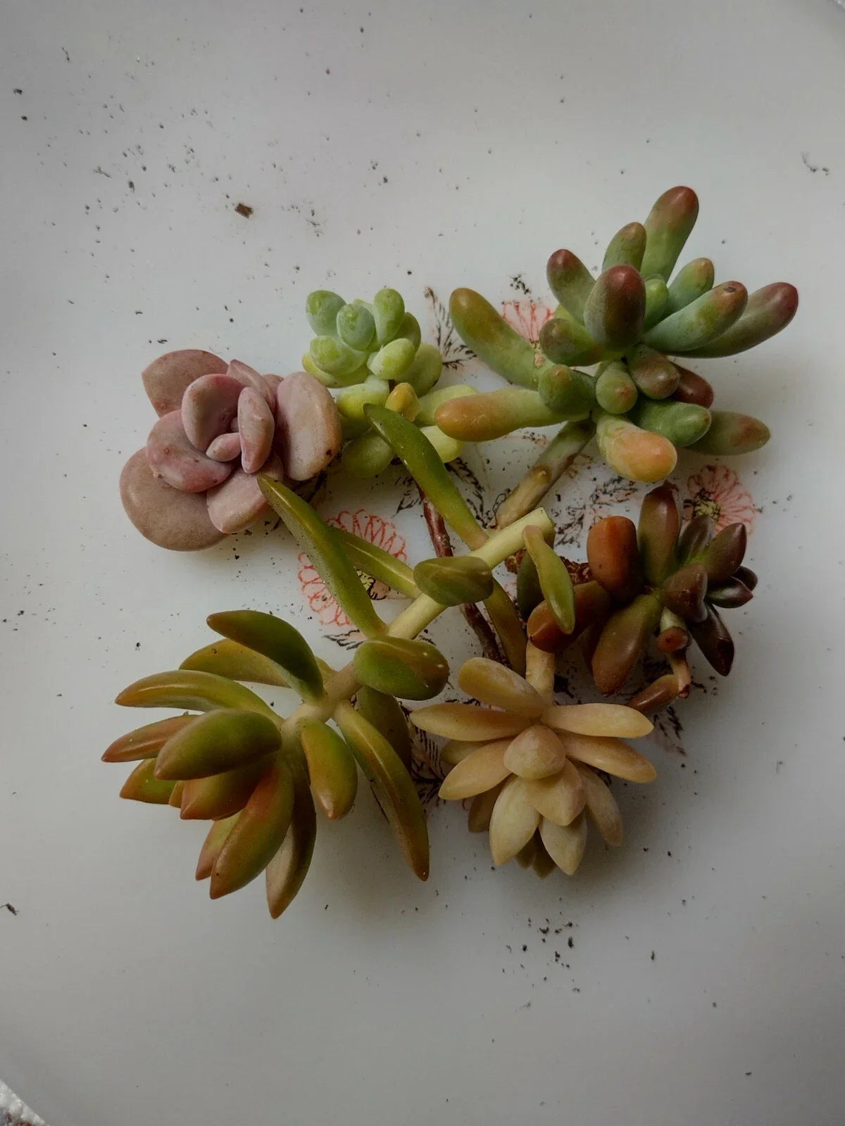 Assorted Succulent Cuttings - 6 Varieties for DIY Projects - Echeveria, Sedum & More - Easy-Care Indoor Garden Plants