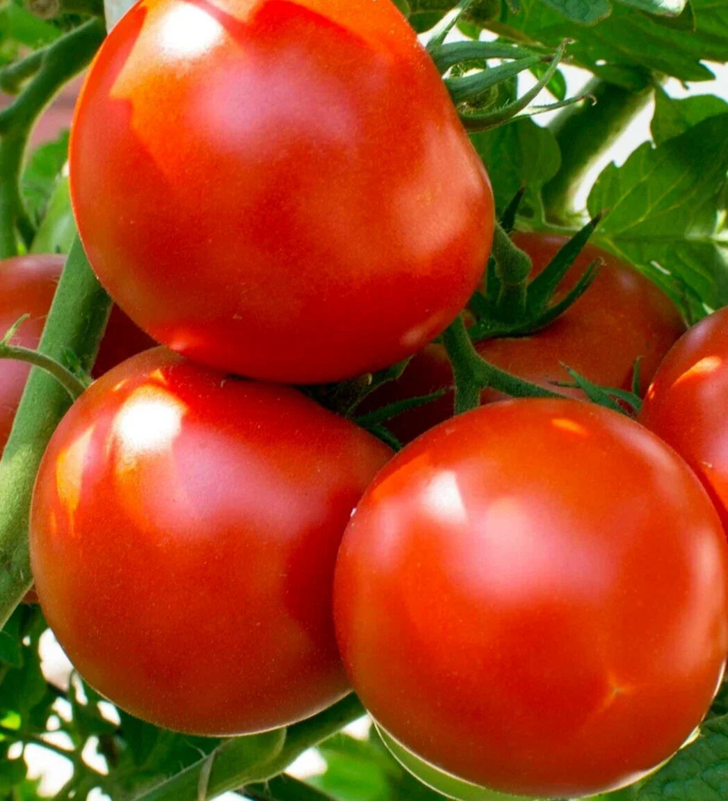 Oregon Spring Tomato Seeds - 100+ Non-GMO Determinate Vegetable for Salads, Sauces, Soups - Solanum lycopersicum Seed Packet
