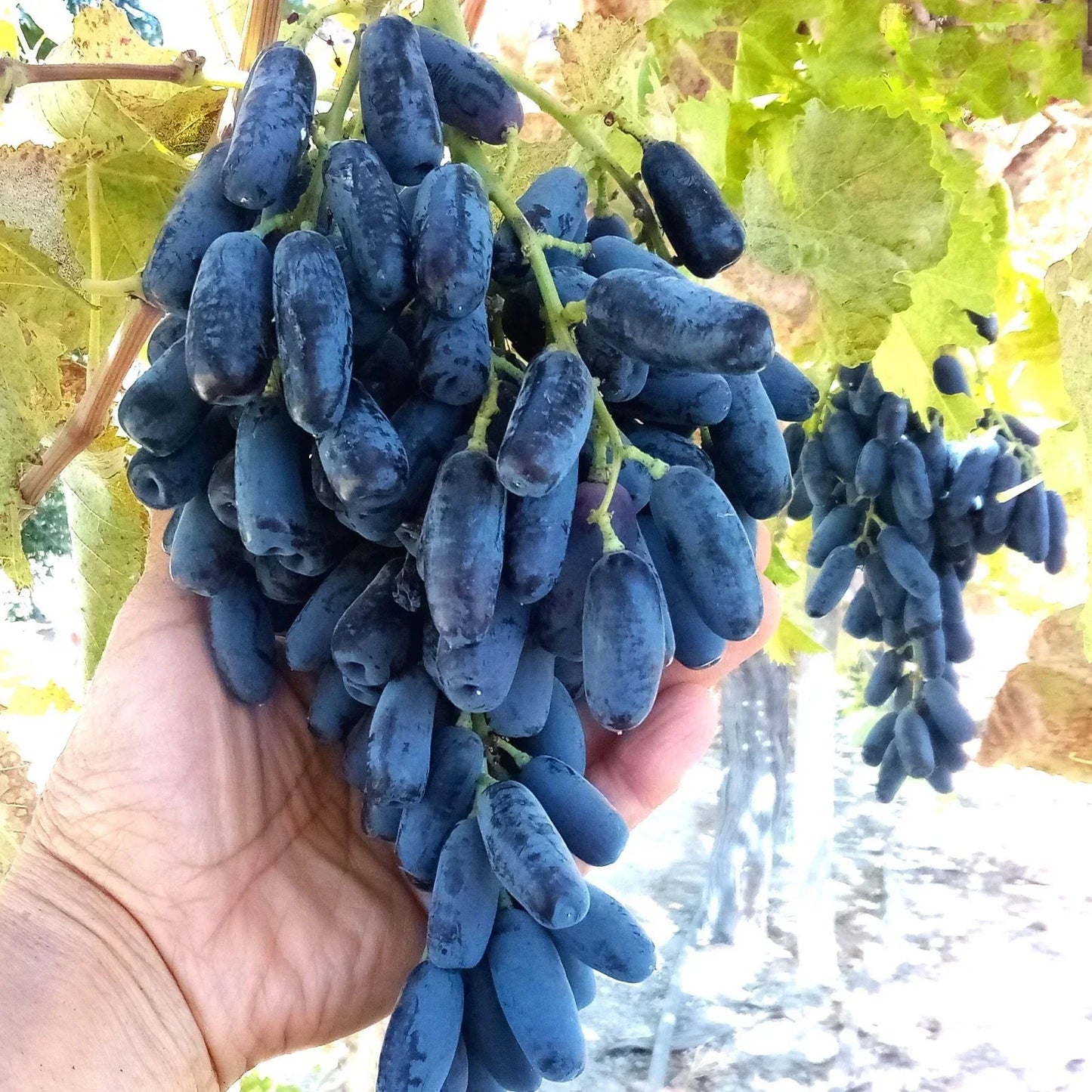 Lady Finger Vine Cuttings, Black Seedless Moon Drop Table Grape, Seedless Grapevine, Fruit Plant, Garden Climber, T115U