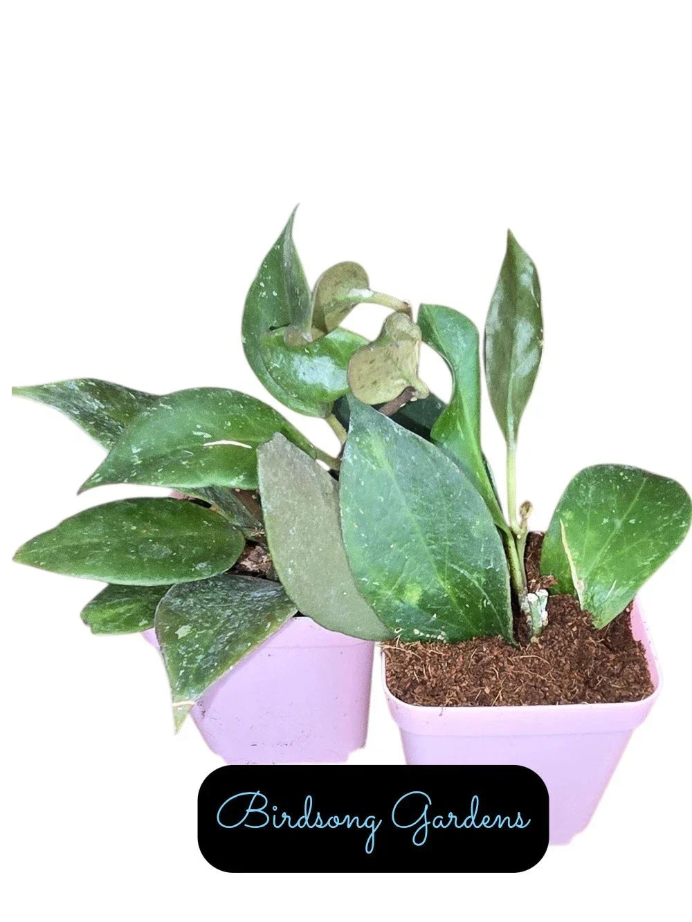 Hoya Sunrise Starter Plant in 3" Pot | Variegated Hoya Pubicalyx | Indoor Trailing Plant | Easy Care, Rooted Hoya