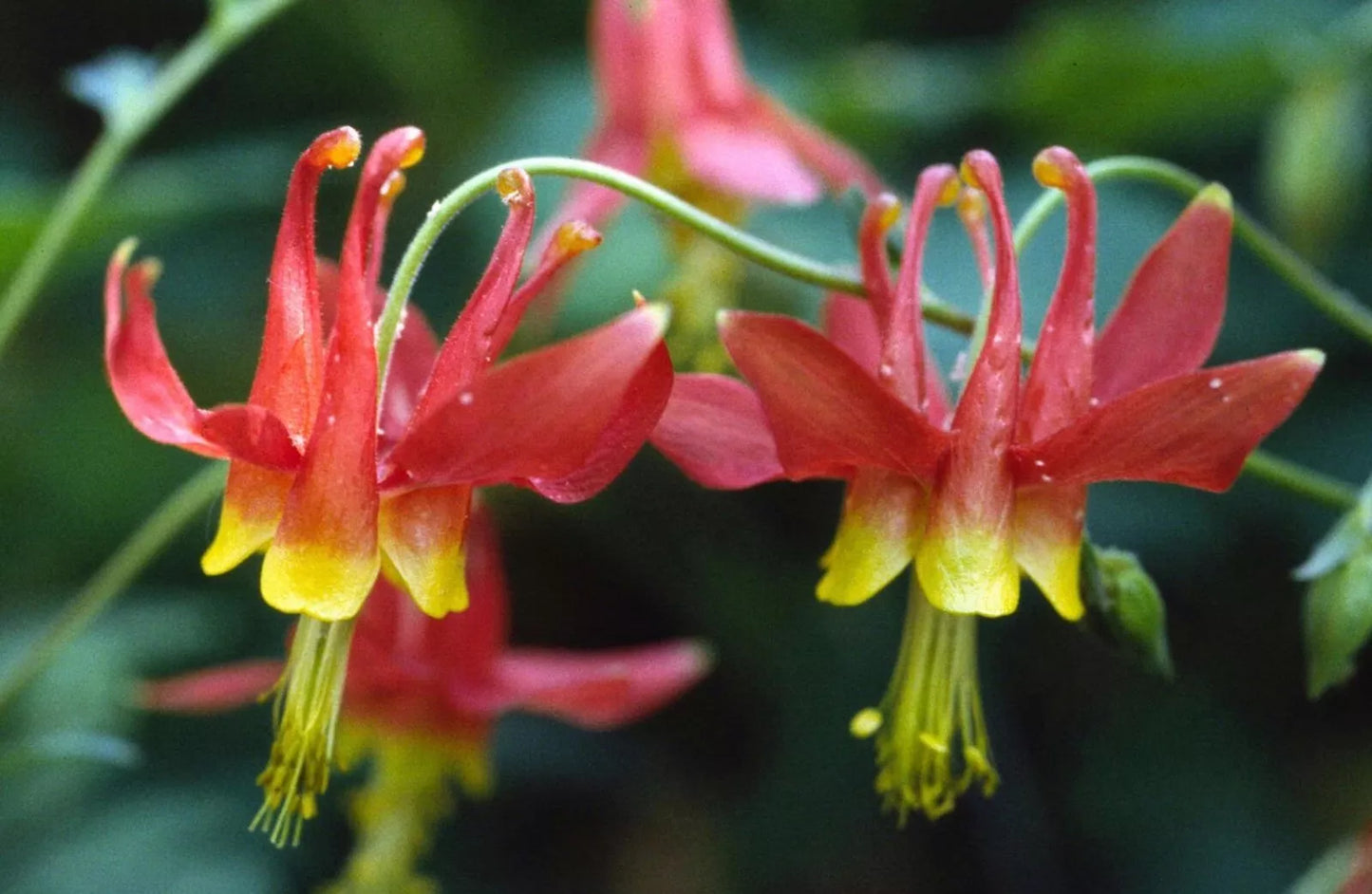 Eastern Red Columbine Seeds - Aquilegia Canadensis Wildflower Seeds for Garden, Attracts Hummingbirds & Pollinators, 50+ Seeds